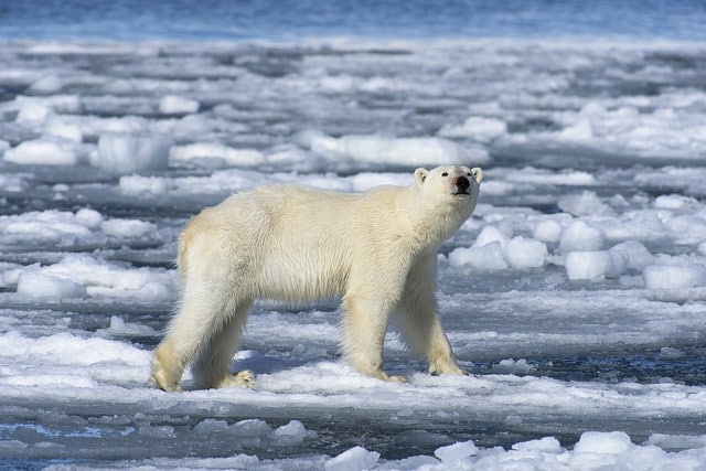 What to Expect on a Svalbard Polar Bear Tour: Your Ultimate Arctic Adventure Guide