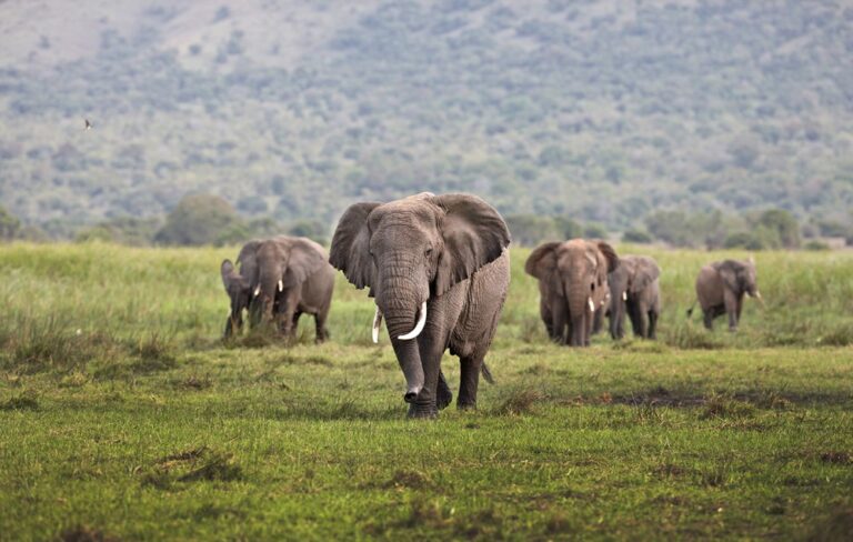 The San Diego Zoo Wildlife Alliance CEO: Steering a Legacy of Conservation and Wonder