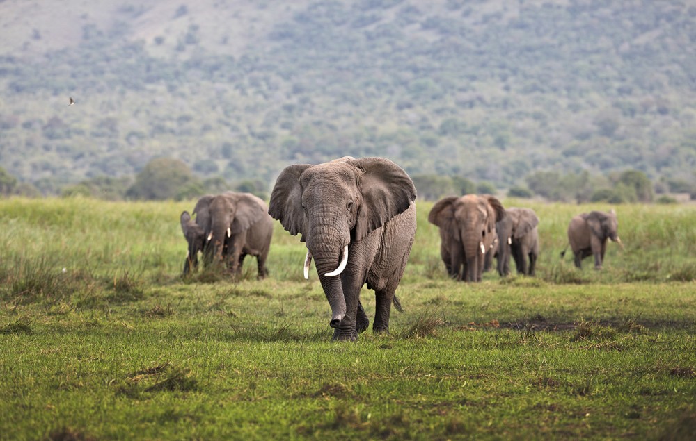The San Diego Zoo Wildlife Alliance CEO: Steering a Legacy of Conservation and Wonder