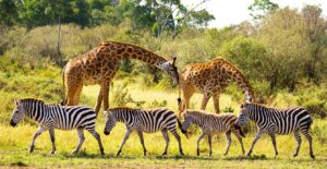 How Endangered Species Affect the Environment