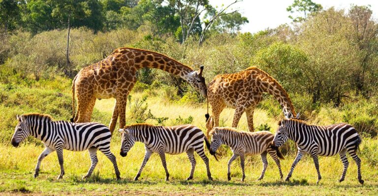 How Endangered Species Affect the Environment