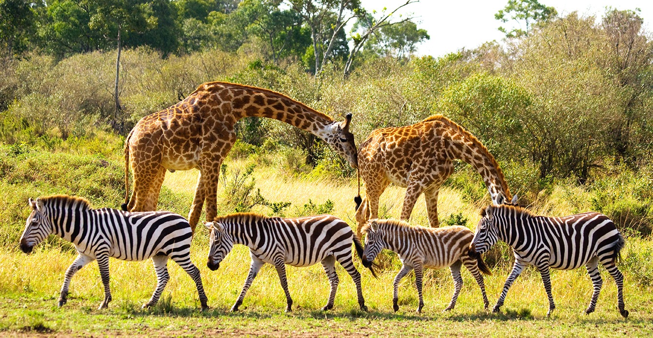 How Endangered Species Affect the Environment