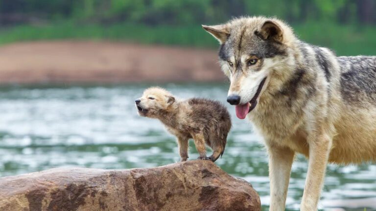 How to Help Protect Endangered Species
