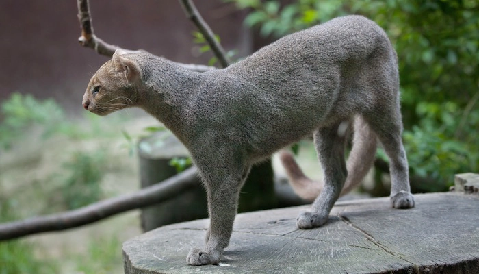 Five Unusual Animals to Be Found in Costa Rica: A Journey Through Nature’s Oddities