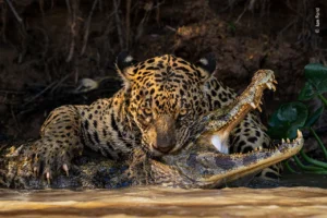 List Of Endangered Animals & Species In India