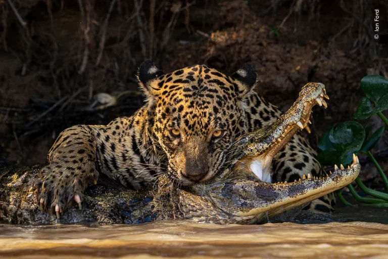 List Of Endangered Animals & Species In India